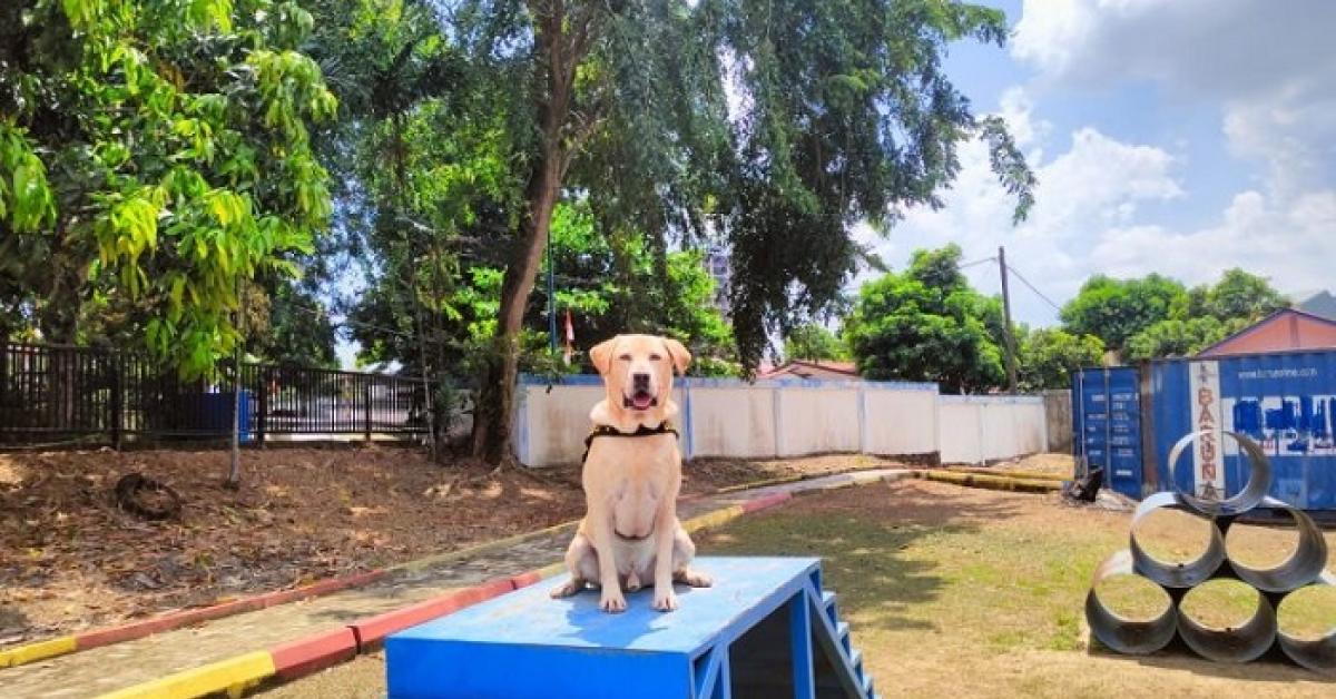 Luigi, Anjing Pelacak Bea Cukai Batam Berhasil Endus Paket Berisi Sabu