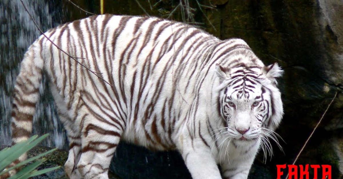 Fakta Menarik Harimau Putih, Satwa Langka yang Eksotis Untuk Dieksplor