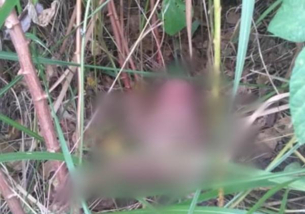 Tega Banget! Bayi Perempuan Ditemukan Warga di Semak-semak