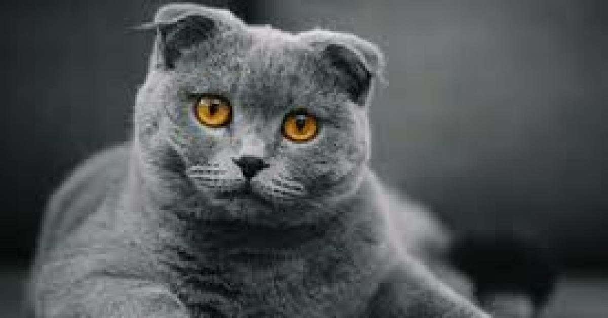 Menjaga Si Manis Tetap Aktif, Ini Makanan Sehat Untuk Kucing Anda