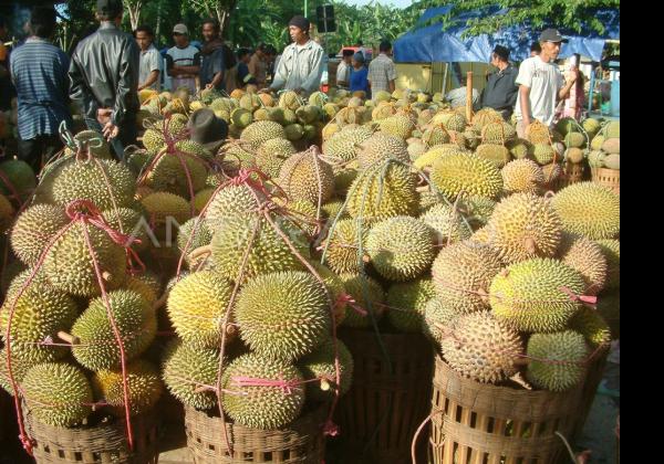 Jangan Skip! Nih Sembilan Cara Memilih  Durian yang Matang dan Manis