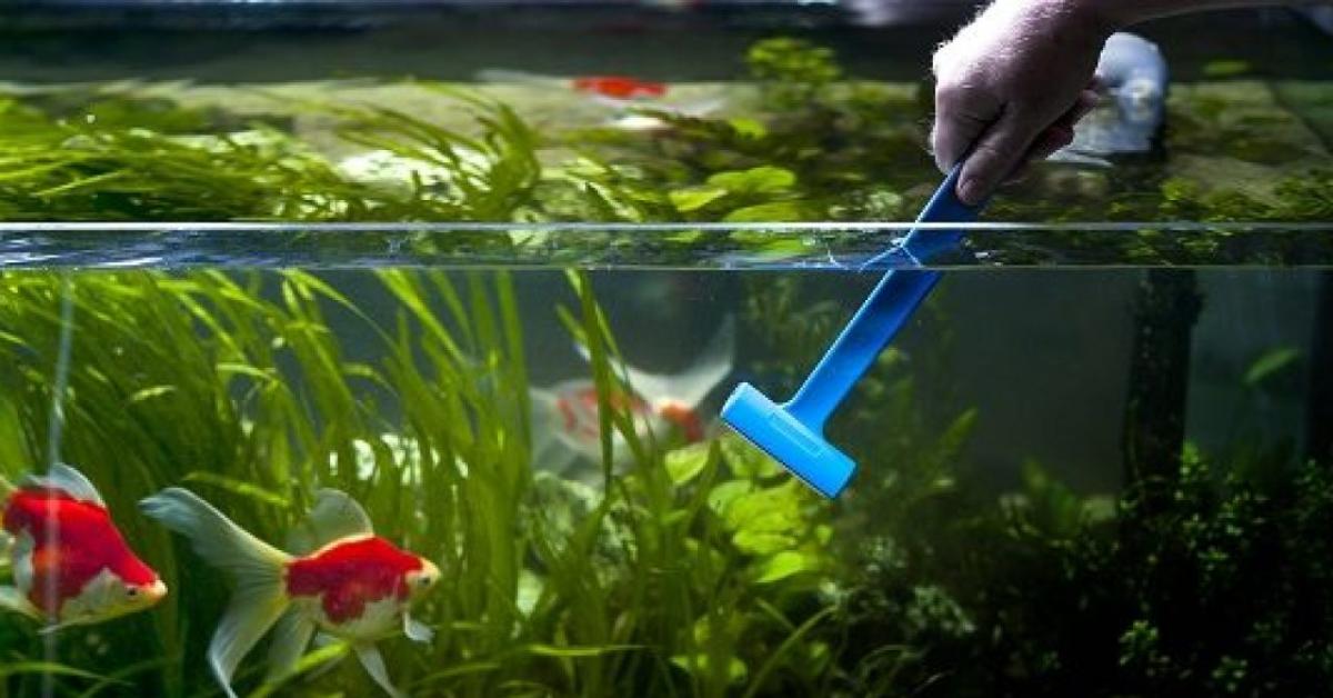 8 Rekomendasi Pembersih Kaca Akuarium dan Cara Memakainya, Pecinta Ikan Wajib Tahu