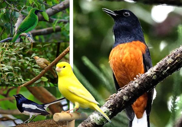 5 Burung Kicau Paling Mahal di Indonesia, Harganya Ada yang Sampai Ratusan Juta!