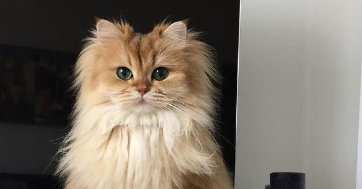 5 Cara Memelihara Kucing Persia yang Baik dan Benar