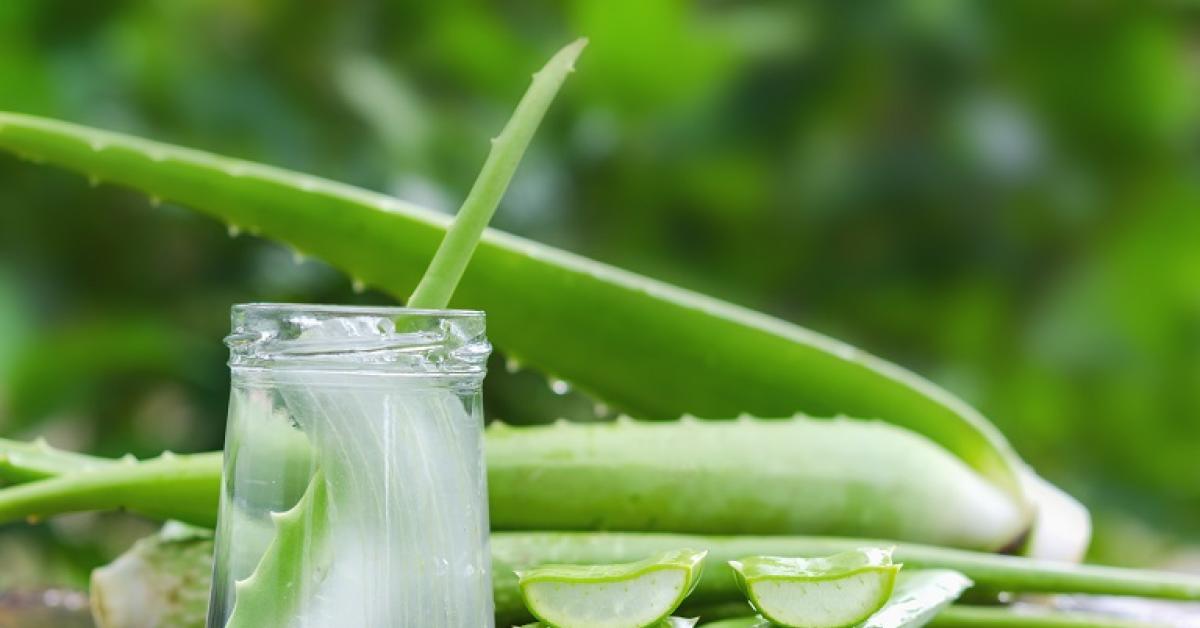 Cara Membuat Masker Lidah Buaya untuk Memutihkan Wajah