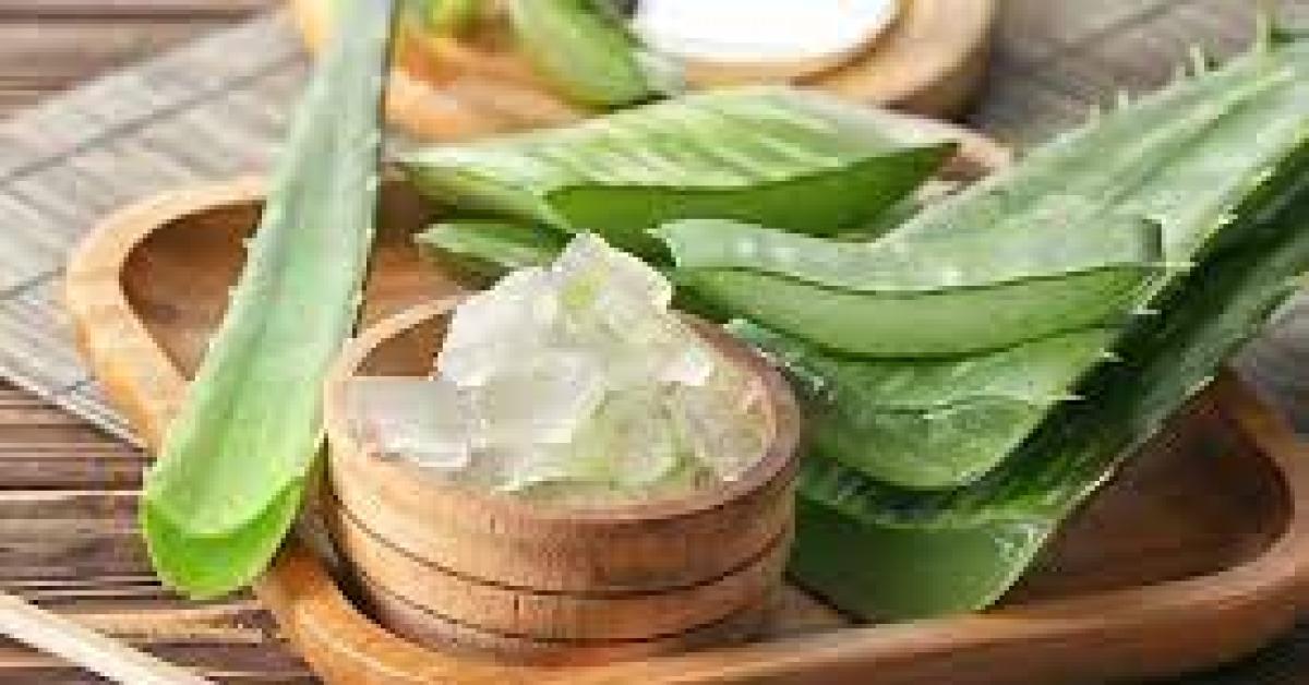 Makan Lidah Buaya, Penyakit Maag Bisa Sembuh
