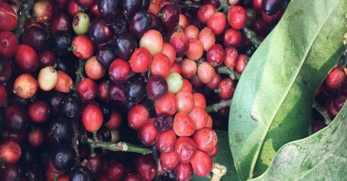 7 Manfaat Mengkonsumsi Buah Buni untuk Kesehatan yang Sayang untuk Dilewatkan