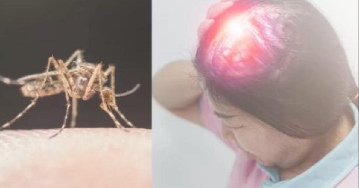 Waspada! Virus JE Tanpa Gejala Namun Bisa Sebabkan Kematian, Pahami Gejala dan Cara Pengobatannya 