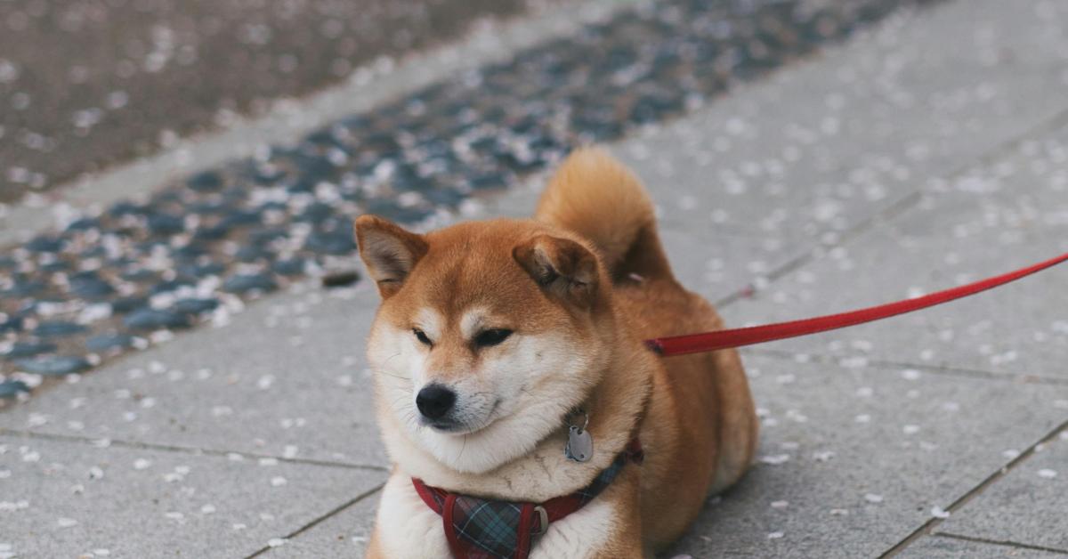 Harga Anjing Shiba Inu yang Imut Ini Mulai dari Rp15 Juta: Intip Yuks Cara Merawatnya