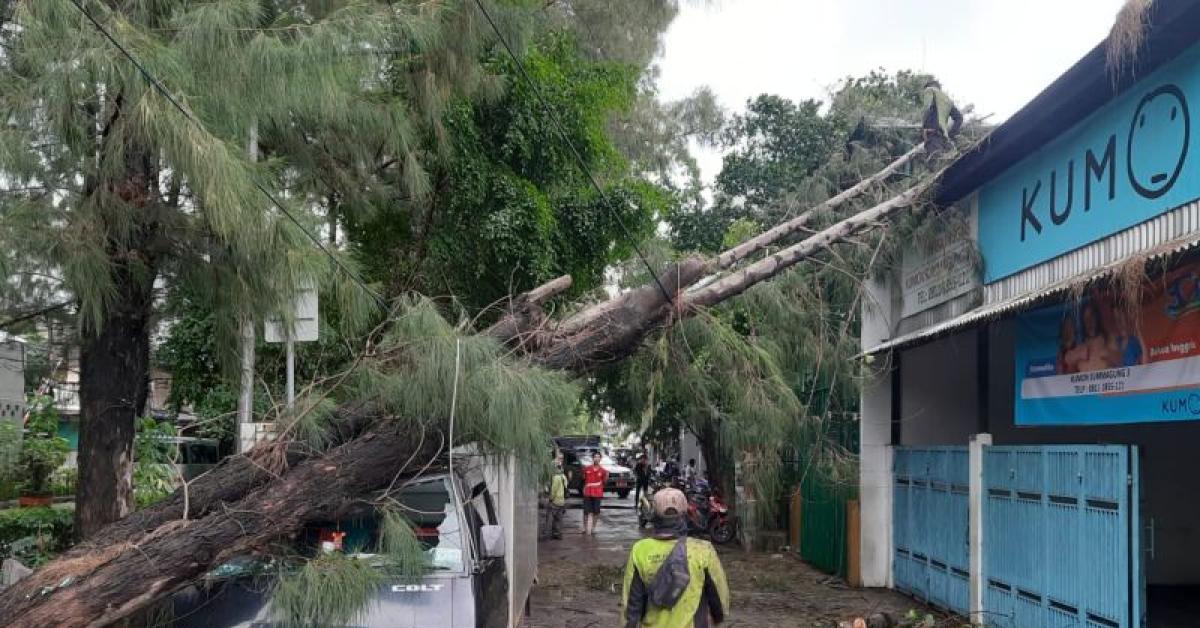 Diterjang Hujan Angin, 23 Pohon Ambruk di Jakarta, 4 Orang Luka-Luka 1 Mobil Ringsek