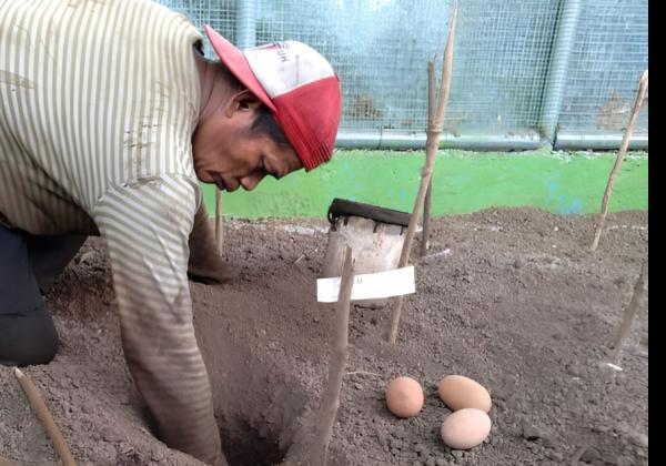 Lestarikan Satwa Langka, PLN Berhasil Tetaskan 9 Telur Burung Maleo