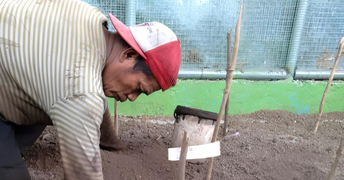 Lestarikan Satwa Langka, PLN Berhasil Tetaskan 9 Telur Burung Maleo