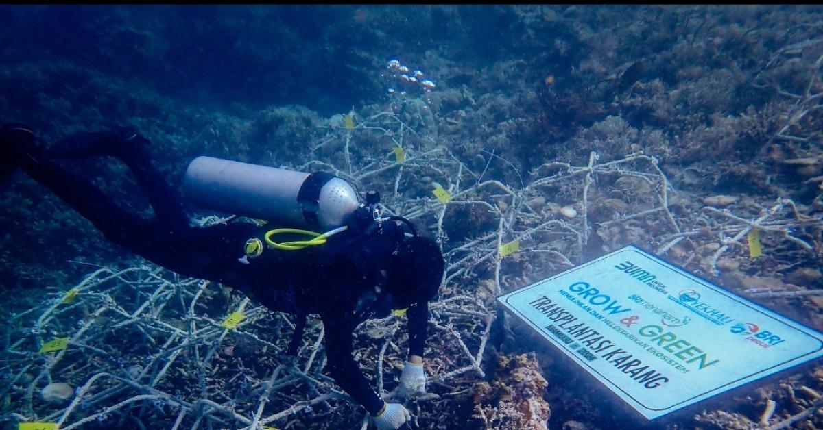 BRI Menanam Grow & Green Bantu Jaga Ekosistem Laut dan Kembangkan Potensi Wisata Daerah