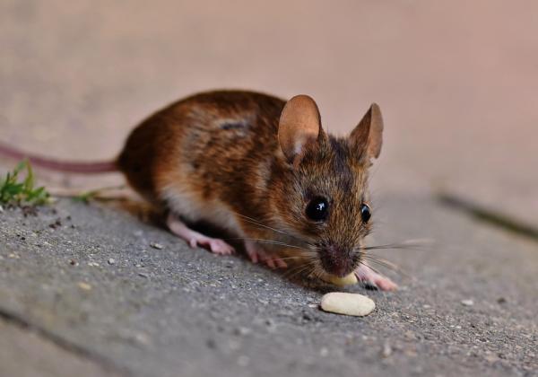4 Bahan Alami yang Ampuh Usir Tikus dari Rumah: Aman dan Efektif
