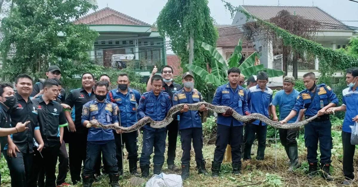 Anak Kucing Sering Hilang, Ternyata Ini Pemangsanya