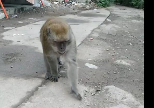 Monyet Liar Berkeliaran di Lingkungan Sekolah SDN 03 Bekasi, Membahayakan Murid