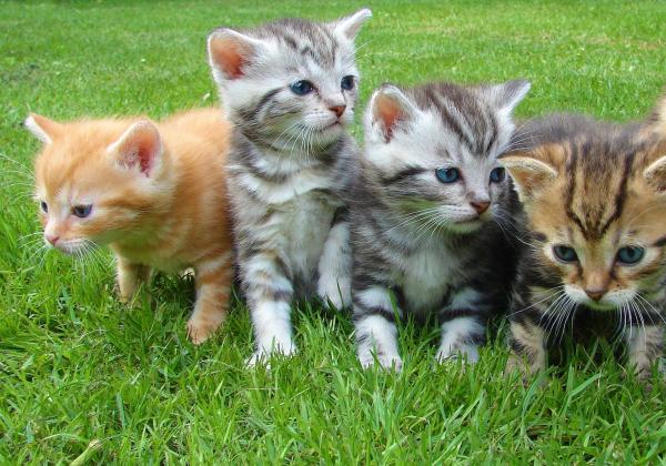 Jangan Usir Kucing Liar Jika Datang ke Rumah, Ternyata Ini 4 Pertanda Baik