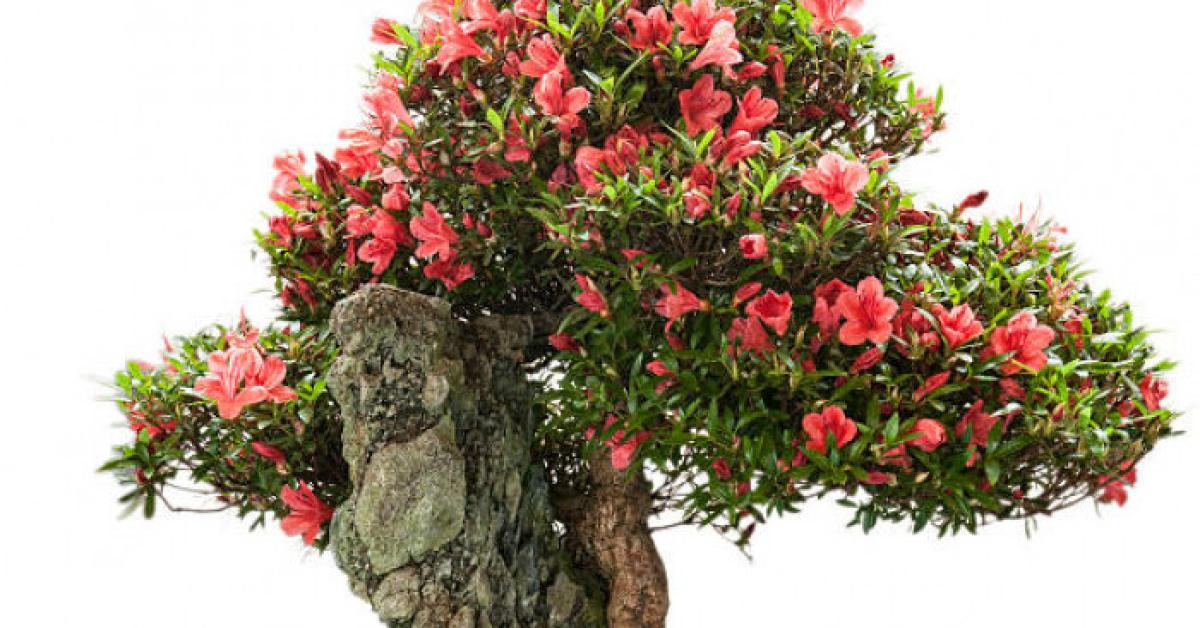 Cara Membuat Bonsai dari Bunga Sepatu, Bagaimana Caranya ?