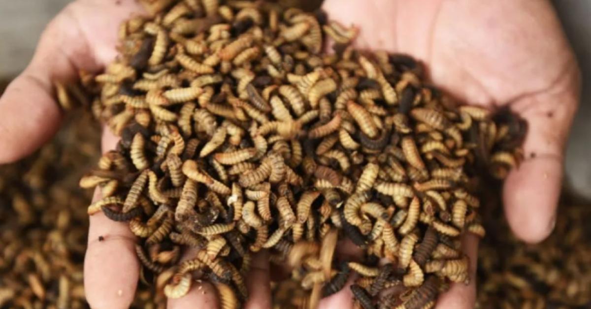 Pj Wali Kota Tangerang Dorong Pengelolaan Sampah Organik dengan Maggot