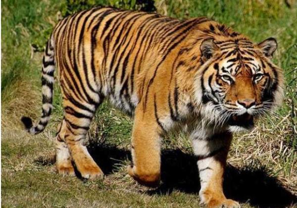 Harimau Sumatera Kembali Terkam Warga, Massa Marah dan Bakar Kantor Kehutanan