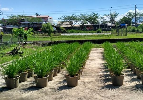 Manfaatkan FABA untuk Pupuk, Produksi Pertanian Meningkat 15 Persen