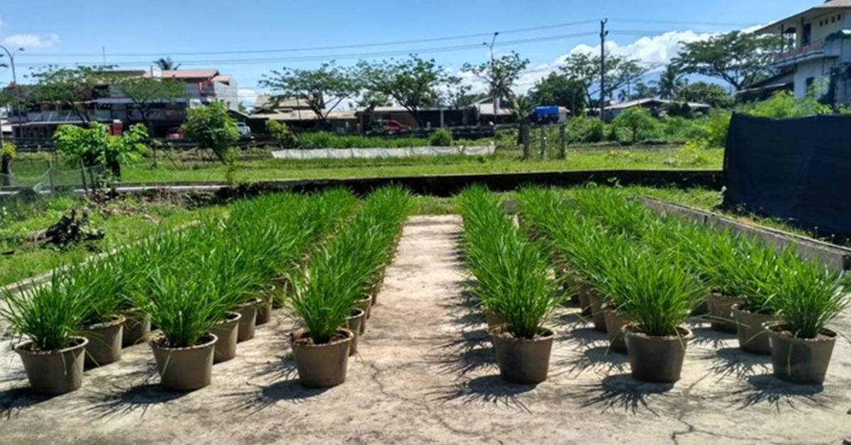 Manfaatkan FABA untuk Pupuk, Produksi Pertanian Meningkat 15 Persen 