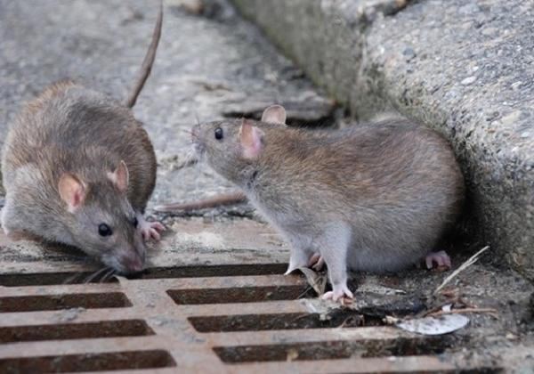 Warga Tangerang Diminta Waspadai Penyakit Kencing Tikus, Begini Gejalanya