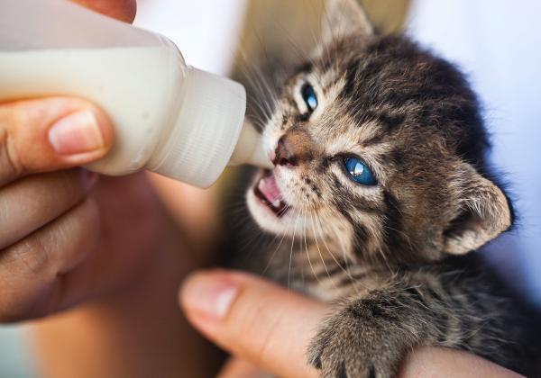 Cara Merawat Kucing Baru Lahir Gak Sembarangan: Ini 5 Langkah yang Harus Kamu Lakukan
