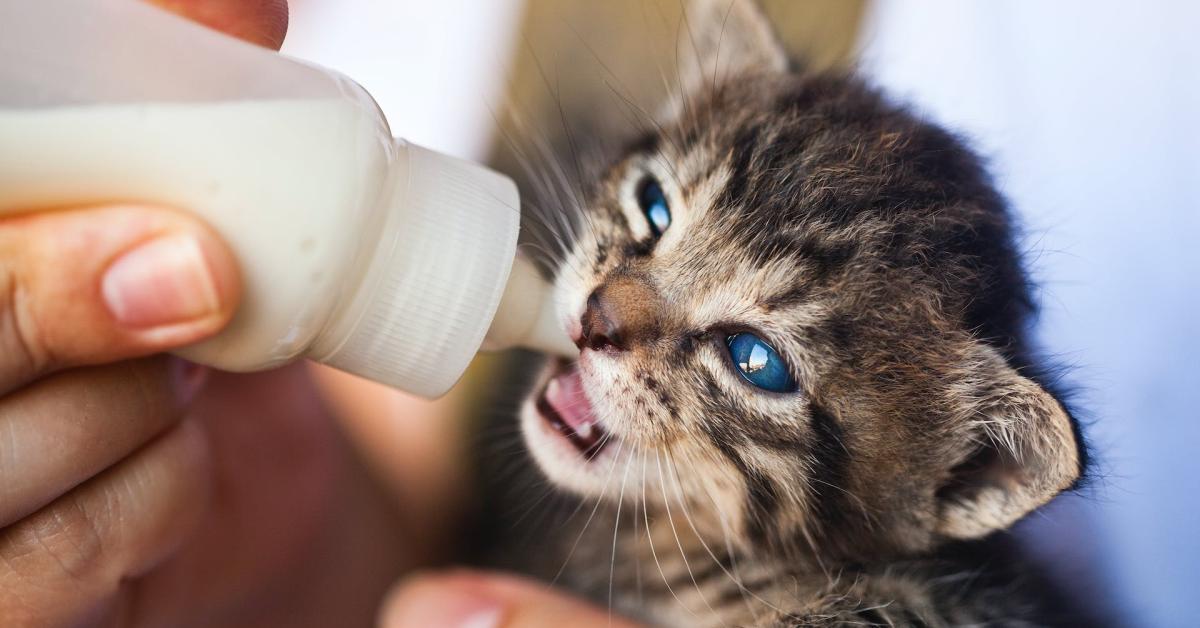 Cara Merawat Kucing Baru Lahir Gak Sembarangan: Ini 5 Langkah yang Harus Kamu Lakukan