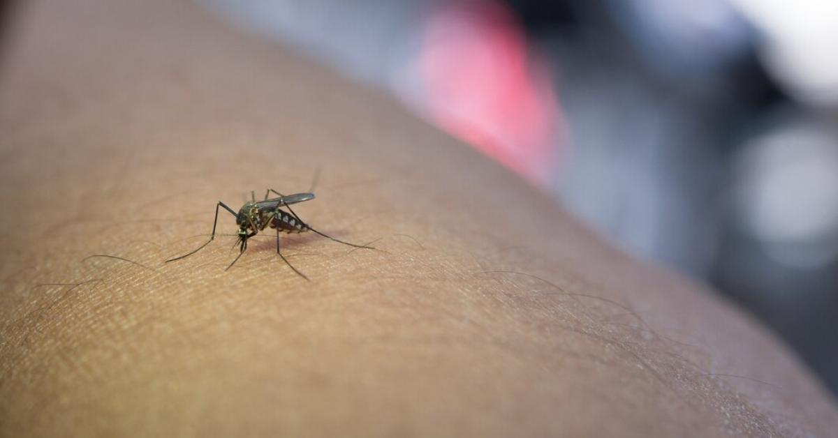 Penyebaran Nyamuk Wolbachia di Indonesia, Bikin Mandul Aedes Aegypti