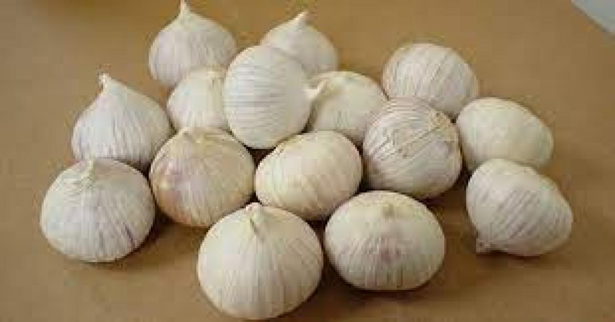  Khasiat Bawang Tunggal, Wajib Tahu, Herbal Berharga Murah, Mudah, diolah, Menangkal Puluhan Penyakit Berat