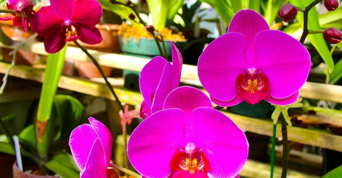 10 Tanaman yang Dianjurkan Ditanam di Halaman Rumah karena Bawa Keberuntungan, Kamu Punya yang Mana?