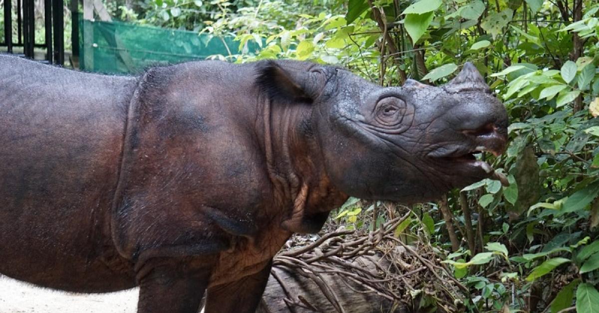 Tak Kenal Maka Tak Sayang, Berikut Fakta Badak Sumatera dan Badak Jawa
