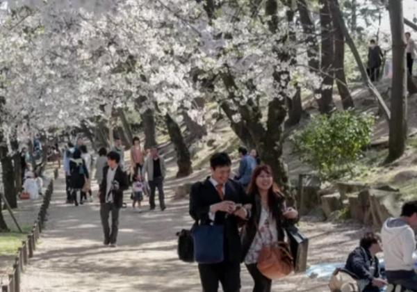 5 Tips Menikmati Indahnya Bunga Sakura di Jepang, Mau Coba Sensasinya?