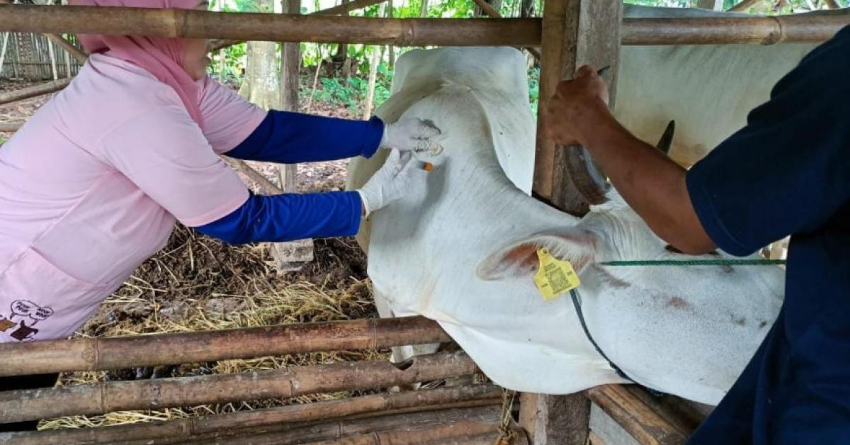 Puluhan Sapi dan Kerbau di Kabupaten Tangerang Terjangkit LSD, Pemkab Siapkan 1.100 Dosis Vaksin