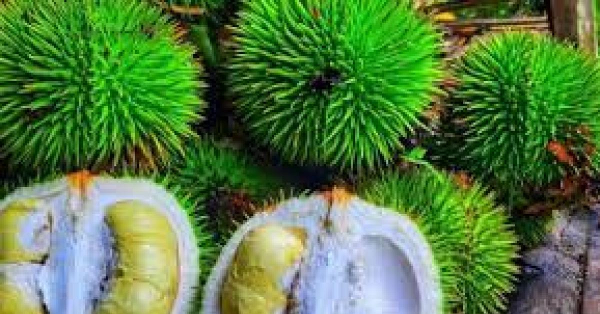  Mengenal Durian Hijau, Varietas Durian Istimewa Dengan Aroma dan Rasa yang Unik