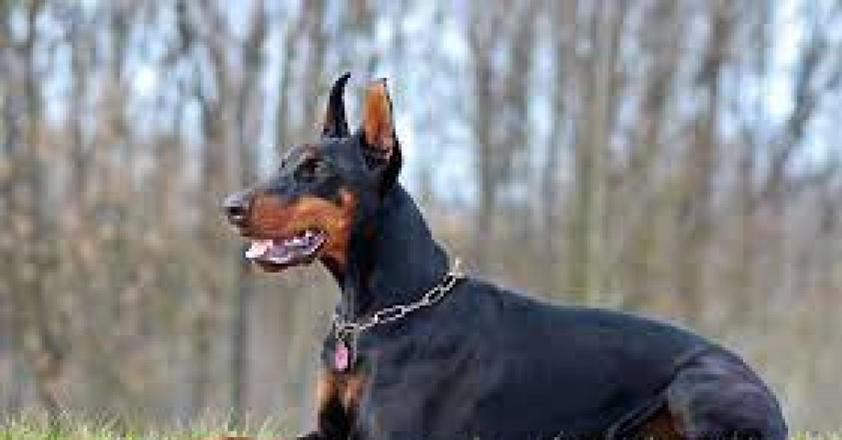 Mengenal Ras Anjing Doberman, Anjing Penjaga yang Cerdas, Memiliki Kemampuan Melacak yang Tinggi 