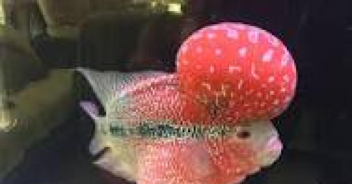 Ikan Louhan, Ikan Keberuntungan - Asal Mula Hingga Sampai Di Barat