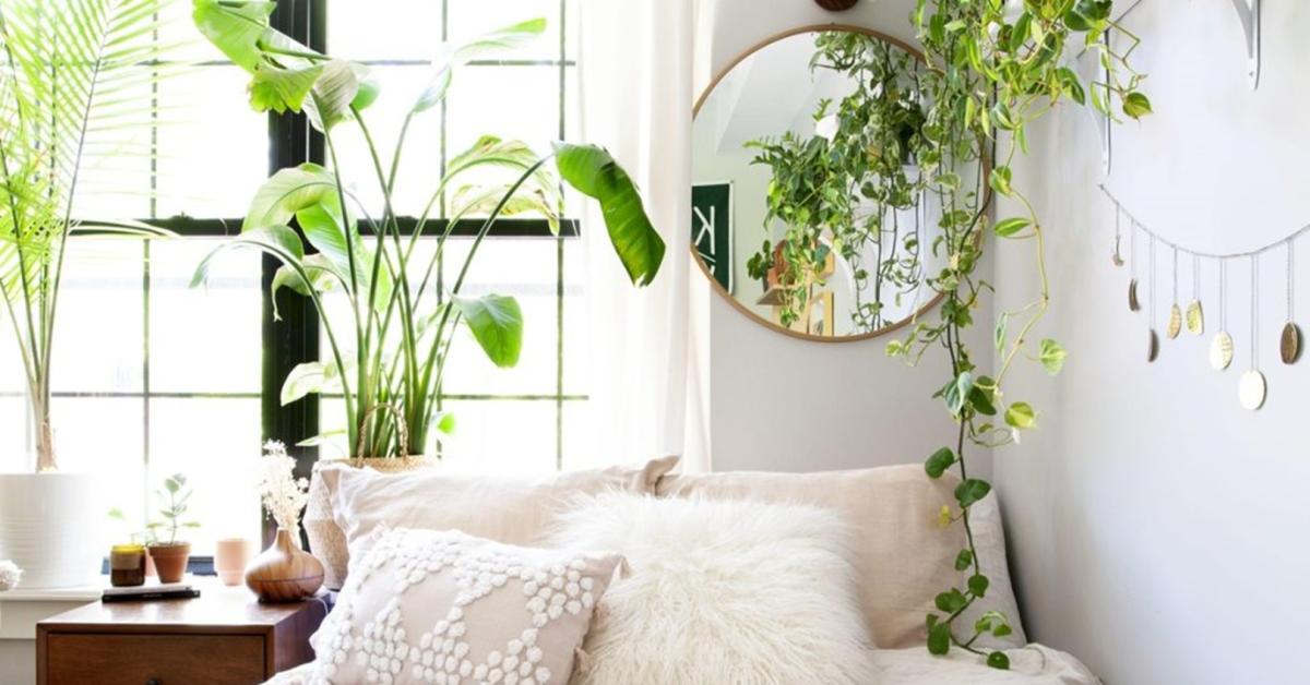 6 Rekomendasi Tanaman Hias yang Cocok Di Tempatkan dalam Kamar, Nomor 6 Bisa Mengurangi Stres Lho!