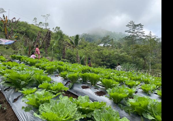 Panen Perdana, Kelompok Tani Hortikultura Poco Leok NTT Binaan PLN Raup Keuntungan Besar