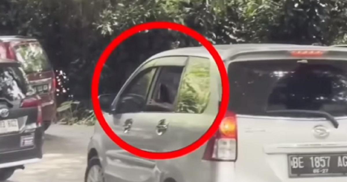 Bikin Geram! Pengunjung Taman Safari Bogor Buka Kaca Jendela Hingga Menjulurkan Tangan di Kandang Singa