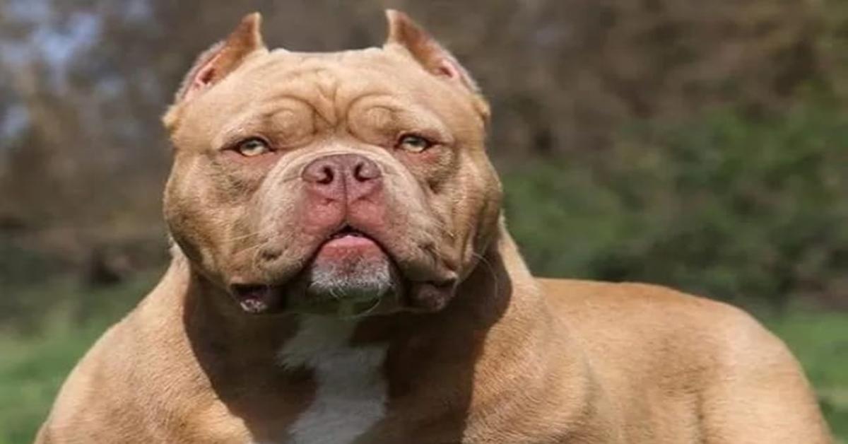 6 Fakta Menarik Yang Harus di Ketahui Sebelum Memutuskan Memelihara Anjing Pitbull