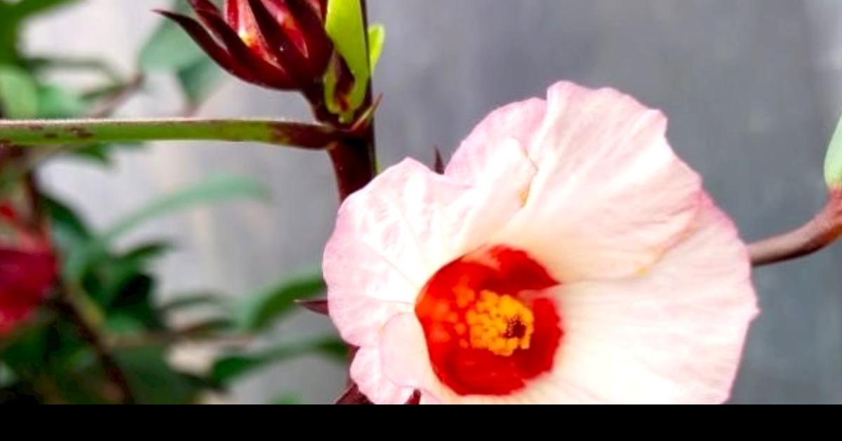 Yuk Intip! Jenis Bunga Sepatu Si Cantik Edible Flower Ini