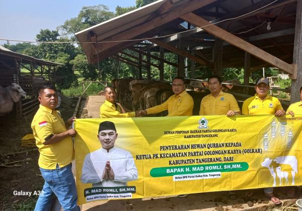 Golkar Kabupaten Tangerang Bagikan Sapi dan Kambing