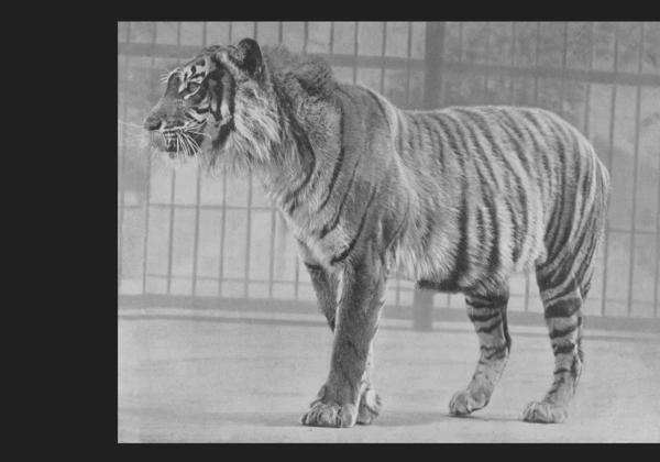 Harimau Jawa Hilang karena Tradisi Rampogan Macan 