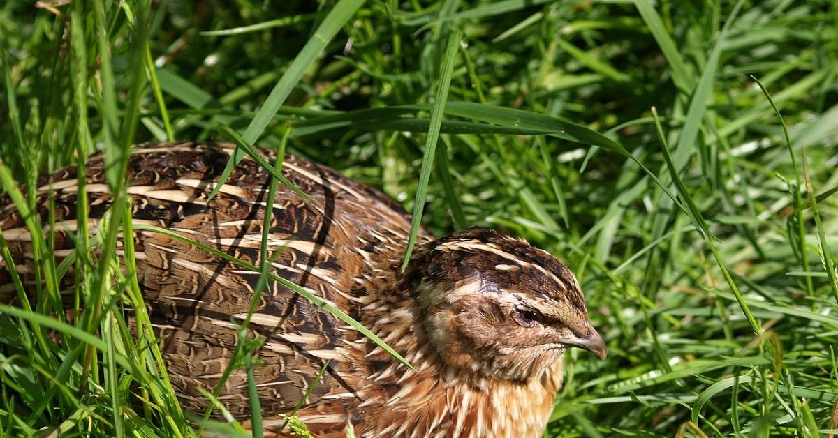 Peluang Menjanjikan! Budidaya Burung Puyuh Omset Jutaan per Hari