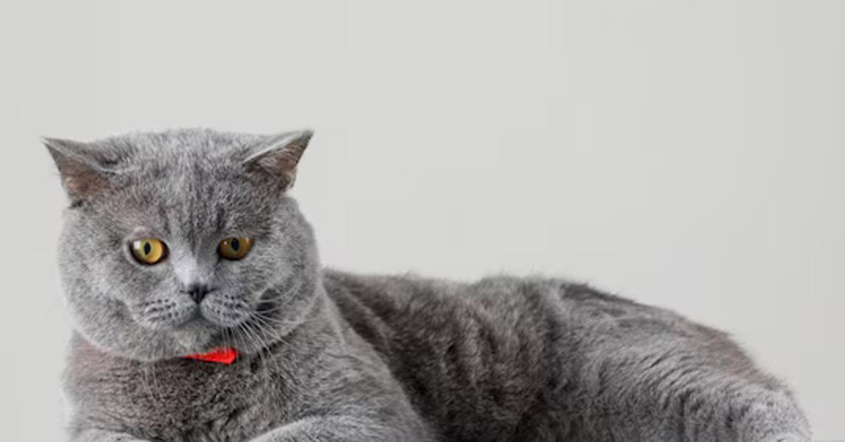 Kenali Kucing Lewat Fakta serta Info Menarik Berikut ini!
