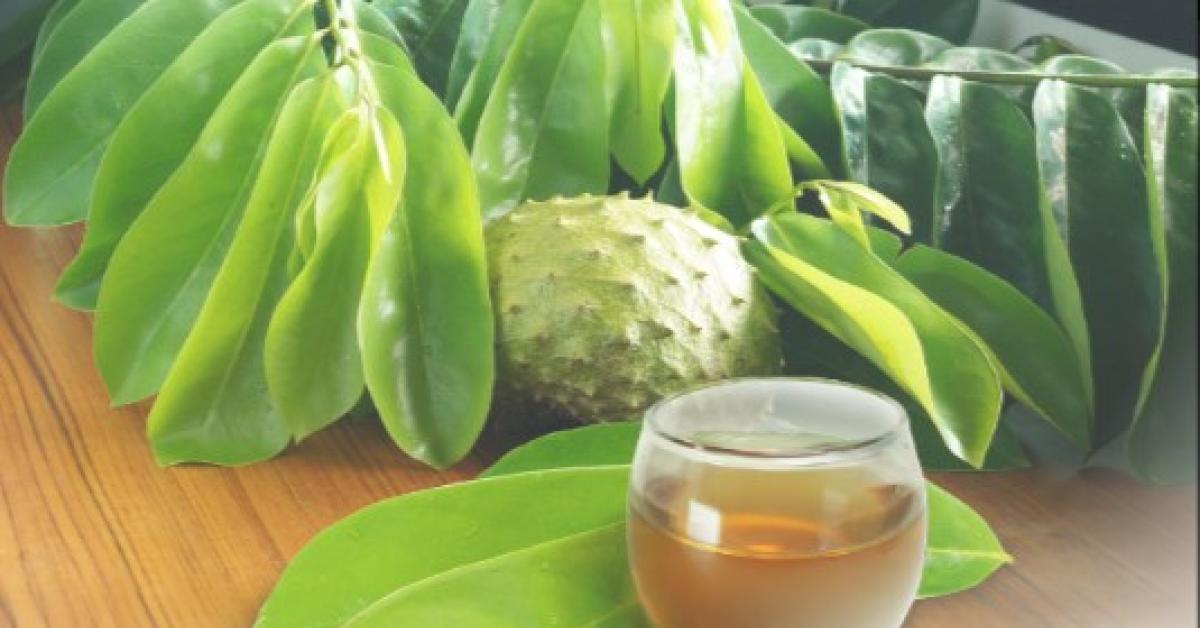 Khasiat Daun Sirsak dan Kulit Manggis Untuk Obat Kanker, Fakta atau Mitos? Ini Kata Dokter