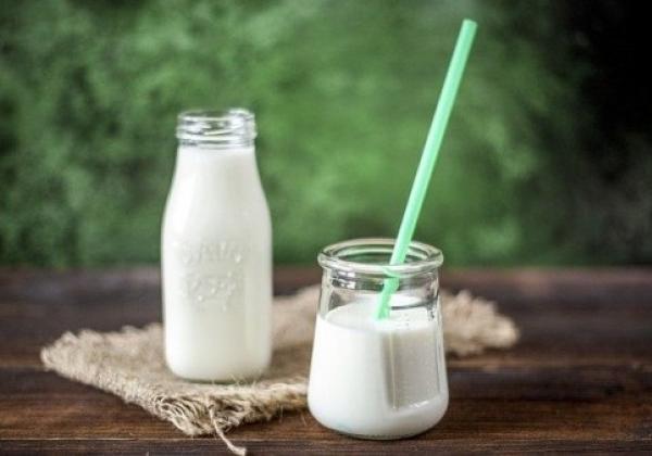 Alasan Kenapa Susu Kambing Bagus untuk Anda yang Kolesterol Tinggi