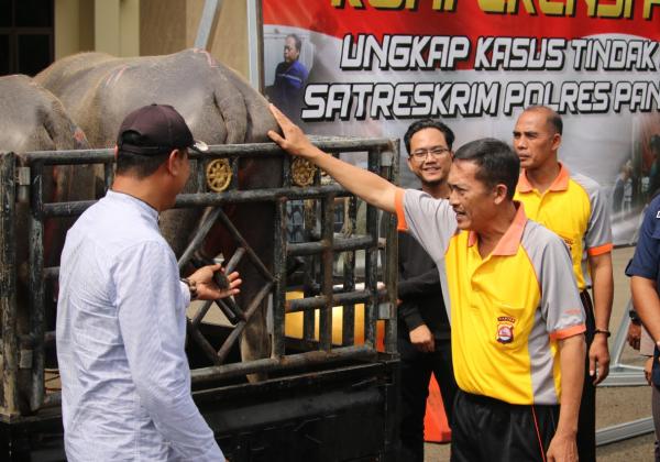 2 Pelaku Pencurian Kerbau di Banten Diringkus Polisi, 4 Hewan Jadi Barang Bukti